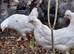 Cheshire Blue Pullets