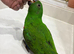 Hand reared Eclectus READY NOW!