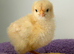 X10 1 week old chicks mixed colours