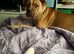 Corso X mastiff 6 months old female