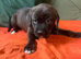 American bulldogs cross mastiff
