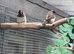 5 Bengalese finches