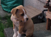 American bulldog
