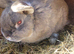 2 adult rabbits