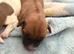 Jack Russel terrier x patterdale terrier