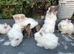 Lionheads bunnies