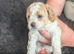 Cavachon puppies