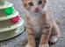 Bengamese kittens