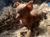 2 male toy chihuahua puppies left ready to leave now