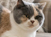 Exceptional quality British shorthair kittens