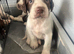 Stunning cocker spaniel puppies