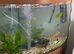 For sale my tropical fish tank with all the fish