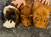 Trio of adult female guineapigs