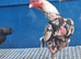 Aseel Cock and hen