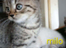 Bsh X Scotish straight kittens.
