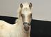 Palomino Section C Colt