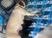 Old English mastiff 2 girls available