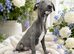 Stunning Blue Whippet Puppies