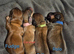 Long haired shaded cream miniature dachshunds