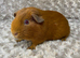 Baby Golden Sow ready for a 5* home