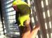 Baby Green Ringneck Talking Parrot