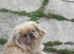 2 beautiful apricot & white pekes males 14 months