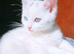 Female kitten