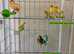 Mixed canaries for sale