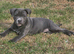 Staffordshire bull terrier girl
