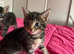 2 female kittens