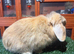 Pure breed mini lop buck