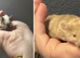 FANCY MICE: 2 FRIENDLY, HAND TAME BOYS AVAILABLE