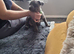 Last puppy