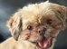 Imperial kc Shih Tzu