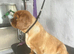 Cavalier King Charles