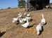 Young Embden geese for sale