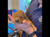 Fox red golden retriever pups RKC registered