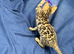 Full pedigree brown rosette bengal kitten ready now