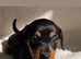Dachshund Puppies