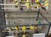 Fancy canary