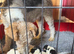 5 X Beautiful Wire Fox Terrier Puppies
