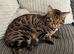 Urgently need a new home