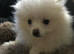 Pomeranian puppies