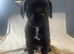 Beautiful cane corso puppies