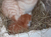 3 Male Kittens