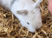 Mini lops