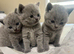 BSH kittens
