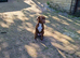 STILL AVAILABLE Cane corso cross doberman for sale
