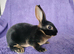 Baby mini rex for sale