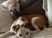 Lovely puggle male for sale